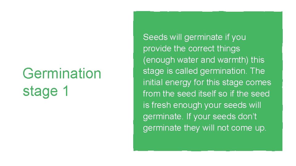 Germination stage 1 Seeds will germinate if you provide the correct things (enough water Germination stage 1 Seeds will germinate if you provide the correct things (enough water
