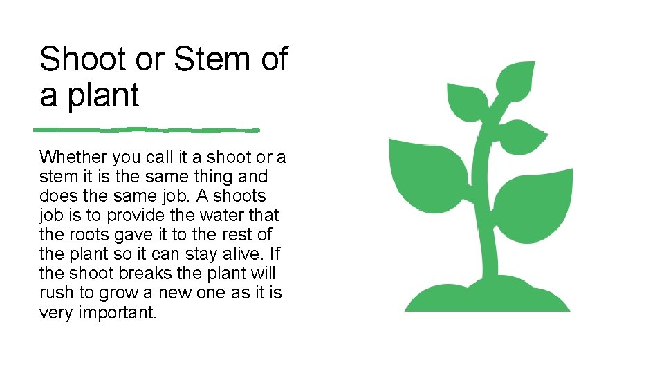 Shoot or Stem of a plant Whether you call it a shoot or a Shoot or Stem of a plant Whether you call it a shoot or a