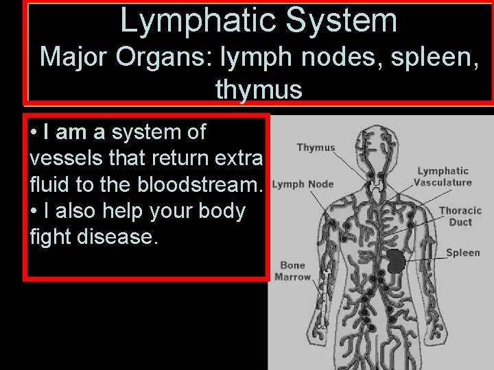 Lymphatic System Major Organs: lymph nodes, spleen, thymus • I am a system of