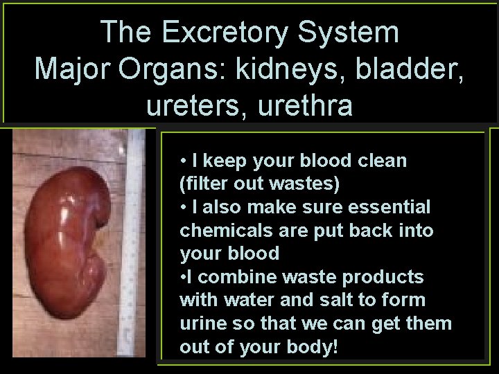 The Excretory System Major Organs: kidneys, bladder, ureters, urethra • I keep your blood