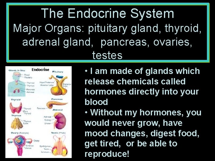 The Endocrine System Major Organs: pituitary gland, thyroid, adrenal gland, pancreas, ovaries, testes •