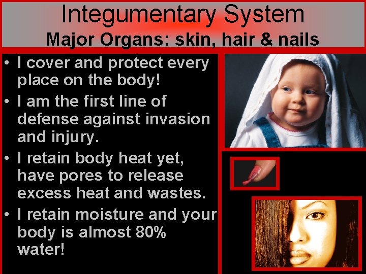 Integumentary System Major Organs: skin, hair & nails • I cover and protect every