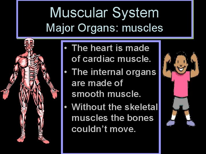 Muscular System Major Organs: muscles • The heart is made of cardiac muscle. •