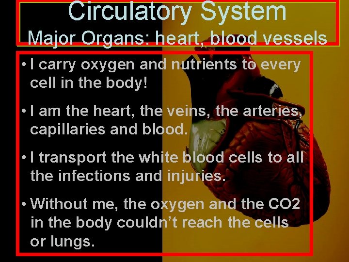 Circulatory System Major Organs: heart, blood vessels • I carry oxygen and nutrients to