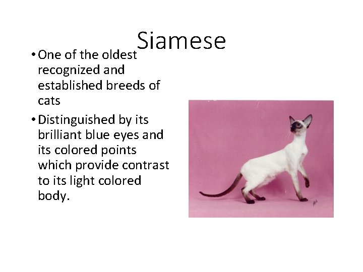 Siamese • One of the oldest recognized and established breeds of cats • Distinguished