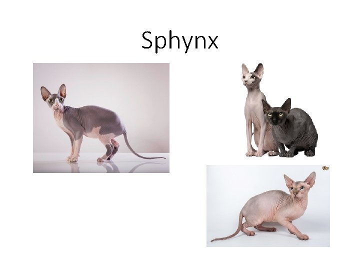 Sphynx 