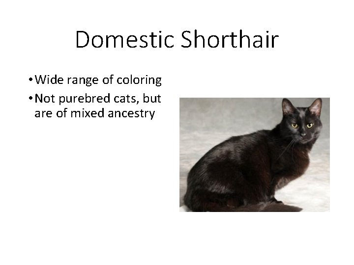 Domestic Shorthair • Wide range of coloring • Not purebred cats, but are of