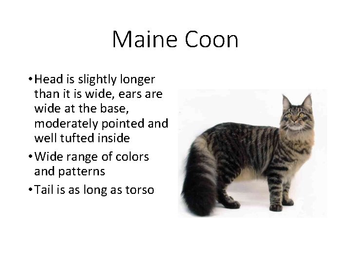 Maine Coon • Head is slightly longer than it is wide, ears are wide