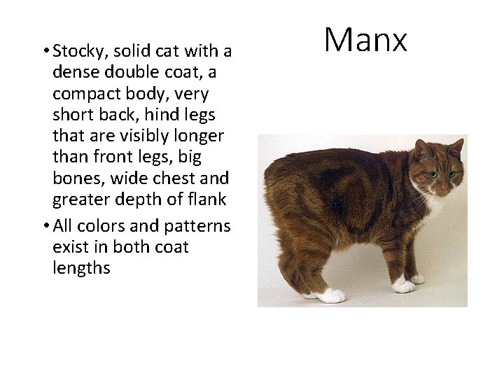  • Stocky, solid cat with a dense double coat, a compact body, very
