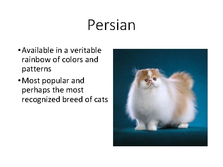 Persian • Available in a veritable rainbow of colors and patterns • Most popular