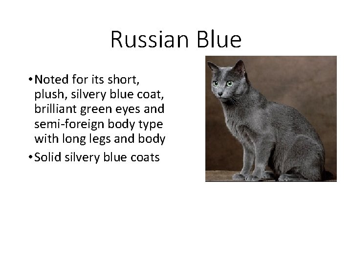 Russian Blue • Noted for its short, plush, silvery blue coat, brilliant green eyes