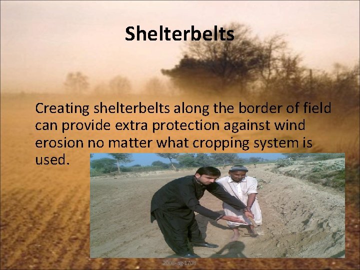 Shelterbelts Creating shelterbelts along the border of field can provide extra protection against wind