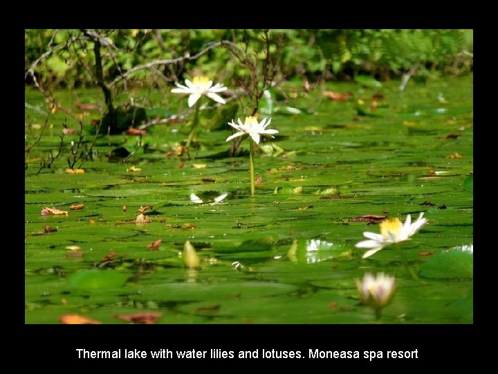Thermal lake with water lilies and lotuses. Moneasa spa resort Thermal lake with water lilies and lotuses. Moneasa spa resort