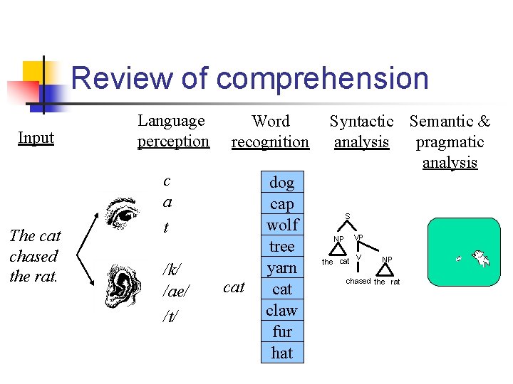 Review of comprehension Input The cat chased the rat. Language perception Word recognition c