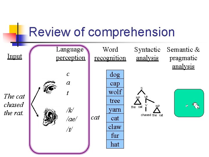 Review of comprehension Input The cat chased the rat. Language perception Word recognition c