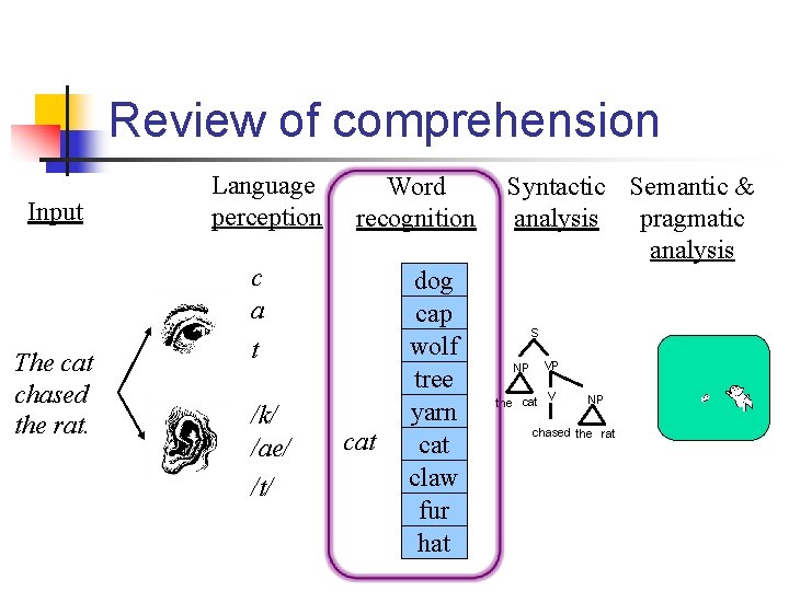 Review of comprehension Input The cat chased the rat. Language perception Word recognition c