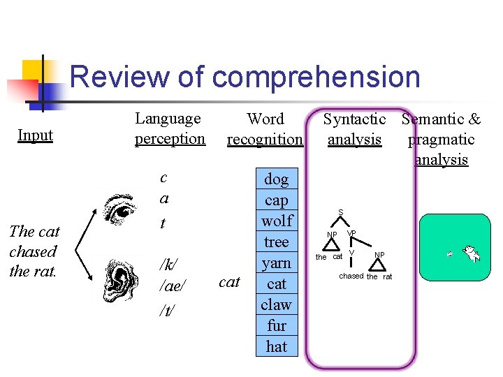 Review of comprehension Input The cat chased the rat. Language perception Word recognition c