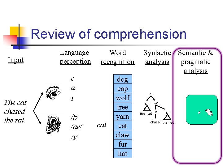 Review of comprehension Input The cat chased the rat. Language perception Word recognition c