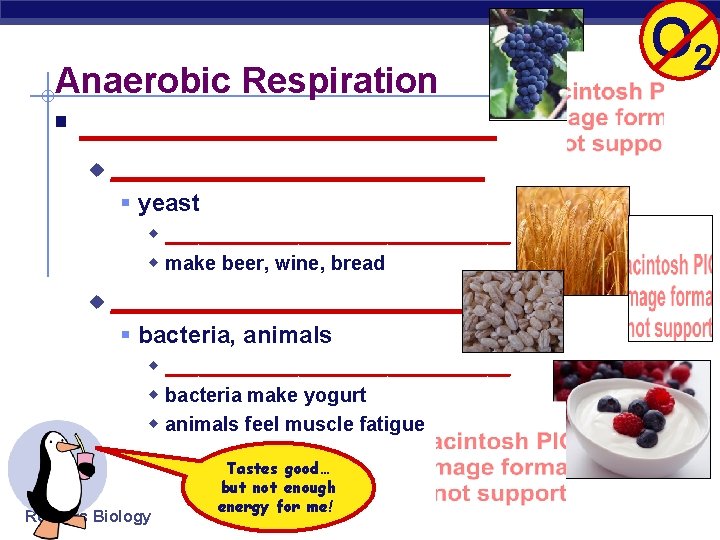 Anaerobic Respiration § _____________ u ____________ § yeast w ________________ w make beer, wine,