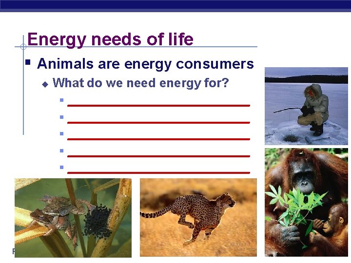 Energy needs of life § Animals are energy consumers u What do we need