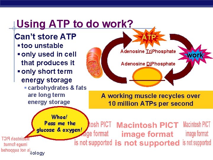 Using ATP to do work? Can’t store ATP § too unstable § only used