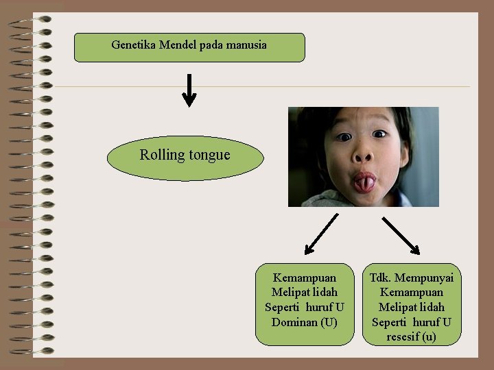 Genetika Mendel pada manusia Rolling tongue Kemampuan Melipat lidah Seperti huruf U Dominan (U)