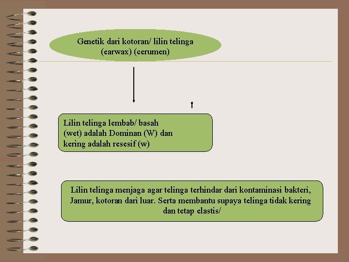 Genetik dari kotoran/ lilin telinga (earwax) (cerumen) Lilin telinga lembab/ basah (wet) adalah Dominan