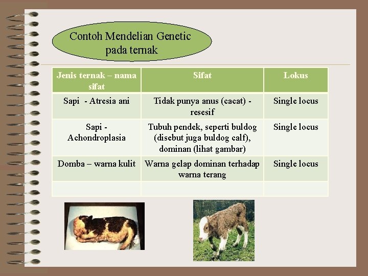 Contoh Mendelian Genetic pada ternak Jenis ternak – nama sifat Sifat Lokus Sapi -