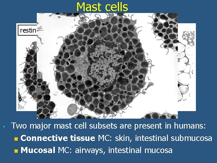 Mast cells resting • activated Two major mast cell subsets are present in humans: