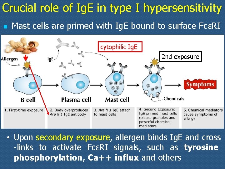 Crucial role of Ig. E in type I hypersensitivity n Mast cells are primed