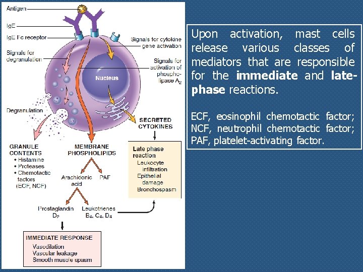 Upon activation, mast cells release various classes of mediators that are responsible for the
