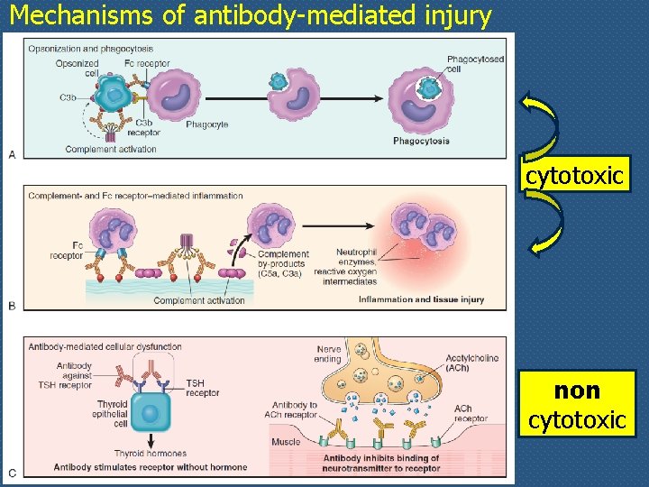 Mechanisms of antibody-mediated injury cytotoxic non cytotoxic 