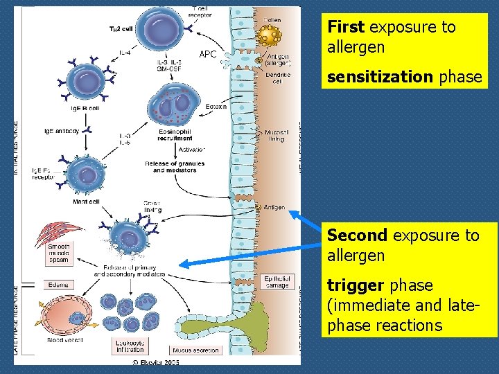 APC First exposure to allergen sensitization phase Second exposure to allergen trigger phase (immediate