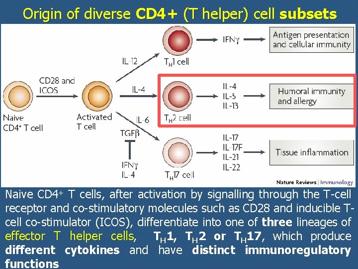 Origin of diverse CD 4+ (T helper) cell subsets Naive CD 4+ T cells,