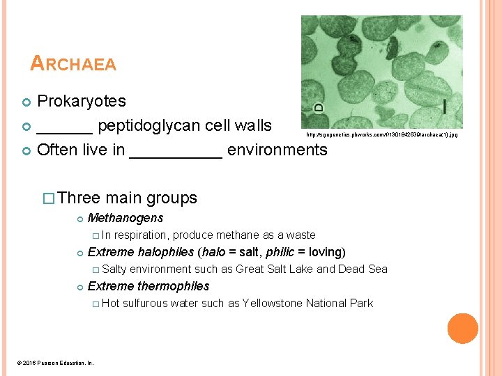 ARCHAEA Prokaryotes ______ peptidoglycan cell walls Often live in _____ environments http: //sgugenetics. pbworks.