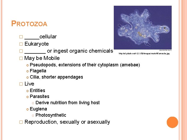 PROTOZOA � _____cellular � Eukaryote � _______ or ingest organic chemicals � May be