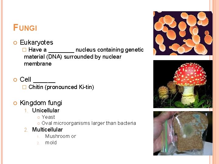 FUNGI Eukaryotes Have a ____ nucleus containing genetic material (DNA) surrounded by nuclear membrane