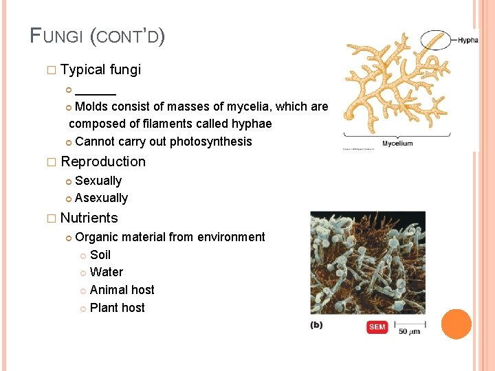 FUNGI (CONT’D) � Typical fungi ______ Molds consist of masses of mycelia, which are