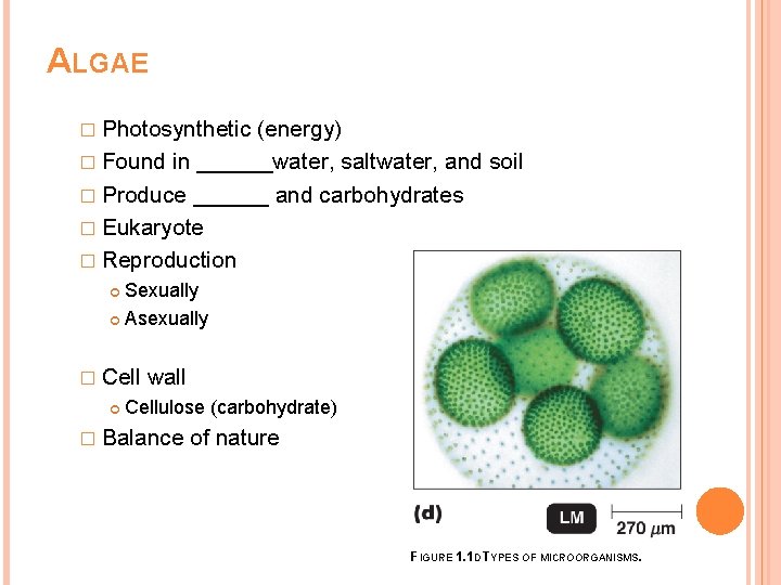 ALGAE � Photosynthetic (energy) � Found in ______water, saltwater, and soil � Produce ______