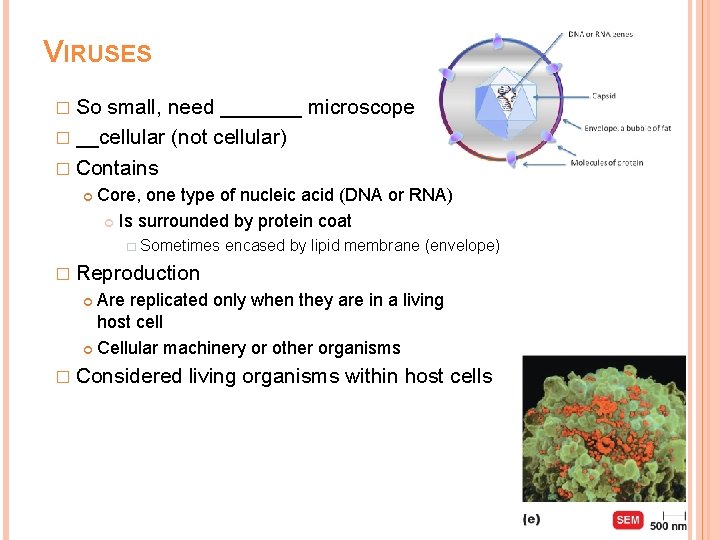 VIRUSES � So small, need _______ microscope � __cellular (not cellular) � Contains Core,