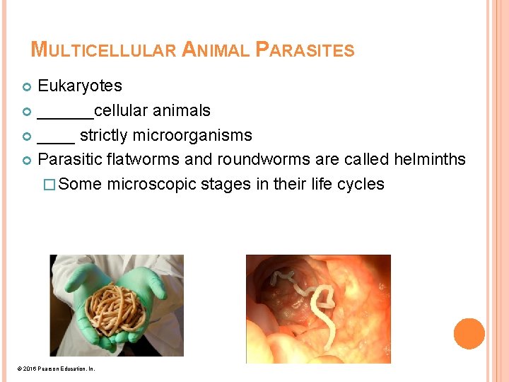 MULTICELLULAR ANIMAL PARASITES Eukaryotes ______cellular animals ____ strictly microorganisms Parasitic flatworms and roundworms are