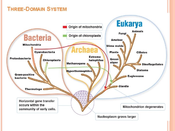 THREE-DOMAIN SYSTEM 