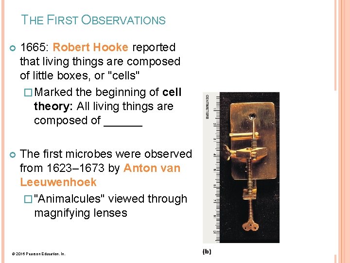 THE FIRST OBSERVATIONS 1665: Robert Hooke reported that living things are composed of little