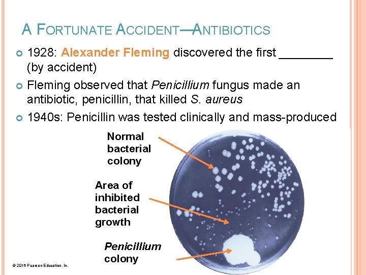 A FORTUNATE ACCIDENT—ANTIBIOTICS 1928: Alexander Fleming discovered the first ____ (by accident) Fleming observed