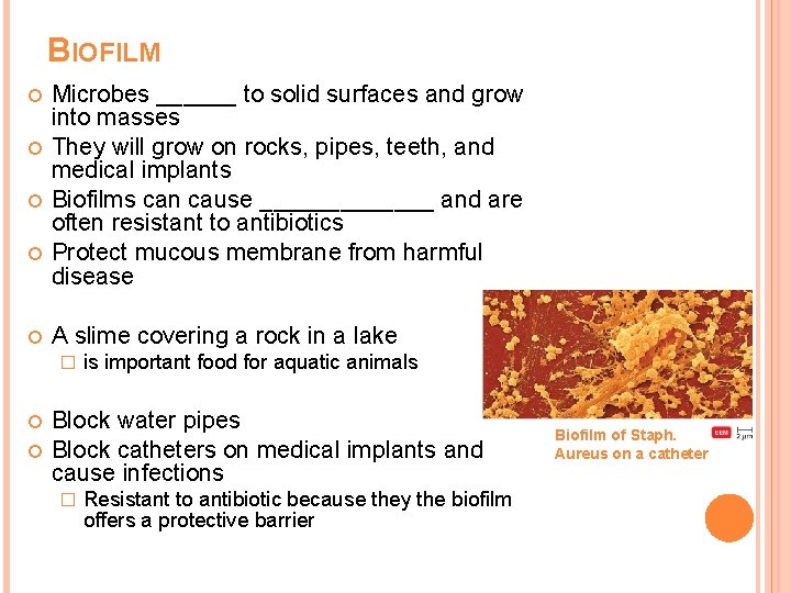 BIOFILM Microbes ______ to solid surfaces and grow into masses They will grow on