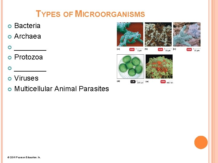 TYPES OF MICROORGANISMS Bacteria Archaea ____ Protozoa ____ Viruses Multicellular Animal Parasites © 2016