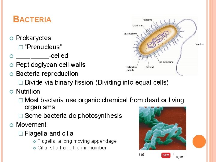 BACTERIA Prokaryotes � “Prenucleus” _____-celled Peptidoglycan cell walls Bacteria reproduction � Divide via binary