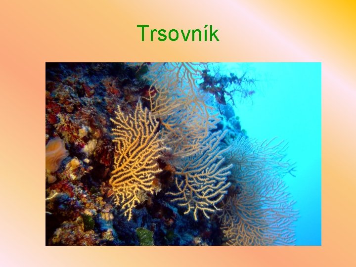 Trsovník 