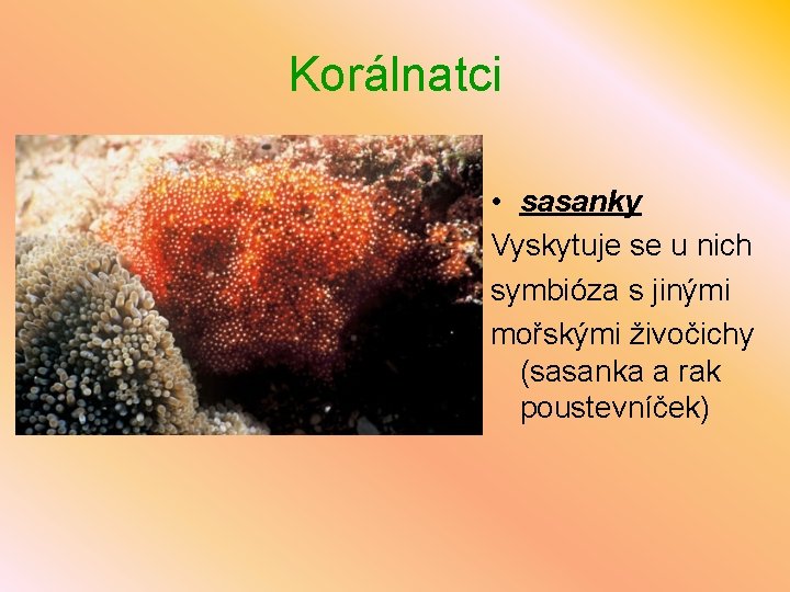 Korálnatci • sasanky Vyskytuje se u nich symbióza s jinými mořskými živočichy (sasanka a
