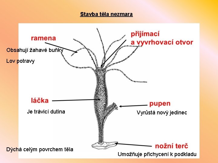 Stavba těla nezmara Obsahují žahavé buňky Lov potravy Je trávicí dutina Dýchá celým povrchem